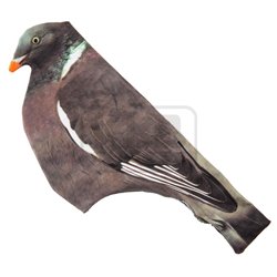 5 Chaussettes 3d pour appelant pigeon